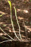 Carolina grasswort